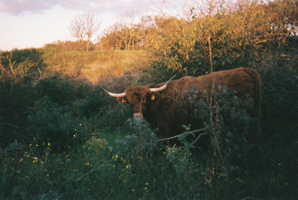 Foto uit de duinen met een wilde Schotse Hooglander